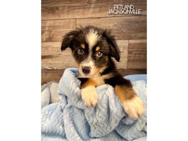 [#5097] Black White and Brown Male Miniature Australian Shepherd Puppies for Sale