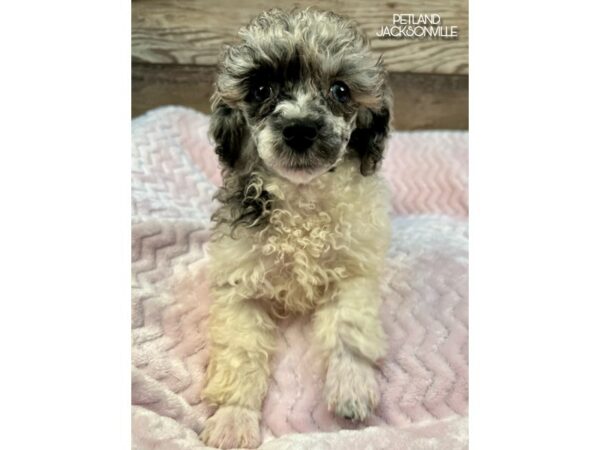 [#5090] Blue Merle Female Miniature Poodle Puppies for Sale