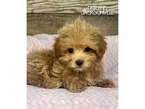 [#5101] Red Female Malti-Poo Puppies for Sale