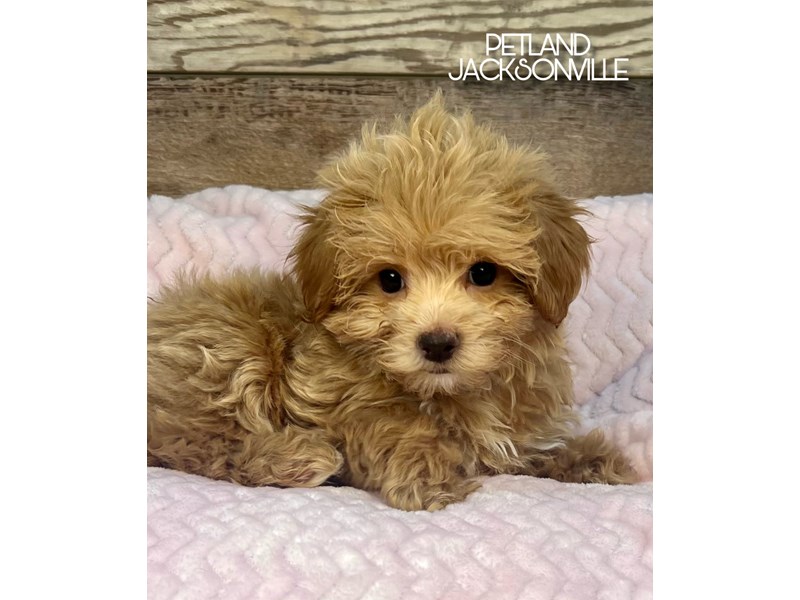 Malti-Poo - 5101 Image #1