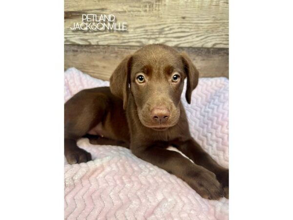 [#5106] Chocolate Female Labrador Retriever Puppies for Sale