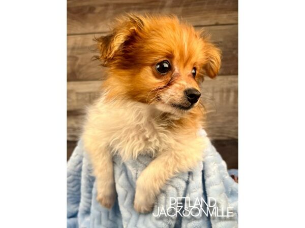[#5110] White Male Pom-A-Poo Puppies for Sale