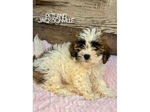 [#5114] Gold and White Female Teddy Bear Puppies for Sale