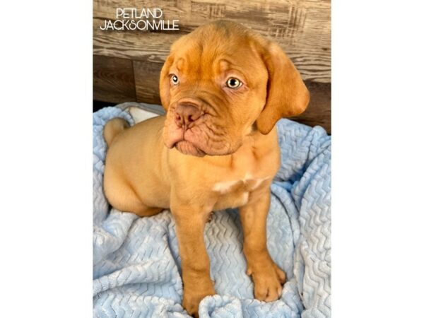 [#5115] Red Male Dogue De Bordeaux Puppies for Sale
