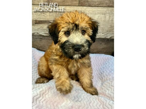 [#5116] Wheaten Female Soft Coated Wheaten Terrier Puppies for Sale