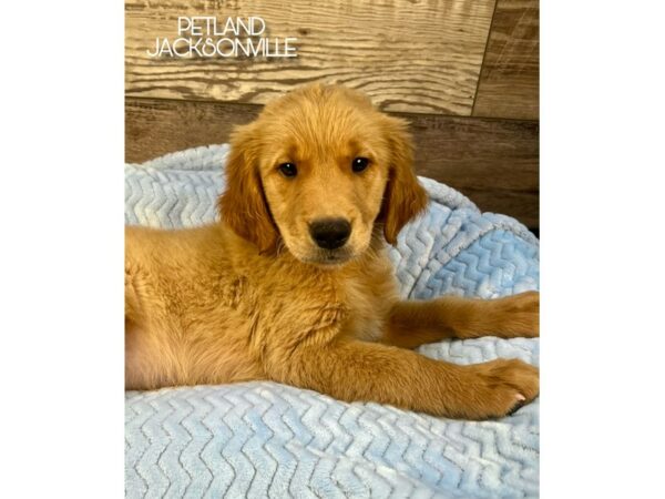 [#5121] Golden Male Golden Retriever Puppies for Sale