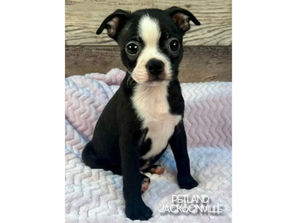 [#5122] Black and White Female Boston Terrier Puppies for Sale