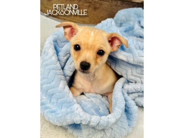 [#5131] Fawn Male Chihuahua Puppies for Sale