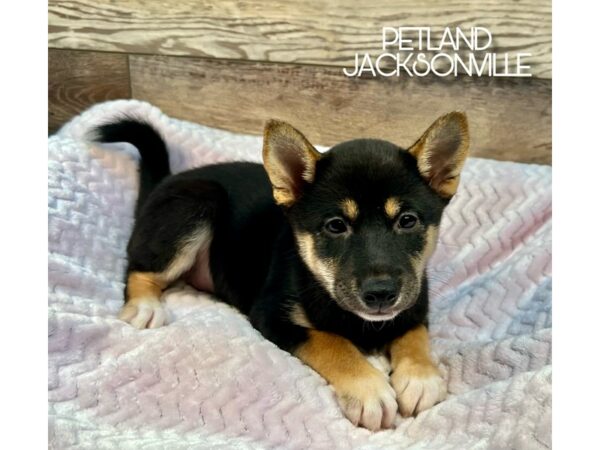 [#5129] Black and Tan Female Shiba Inu Puppies for Sale