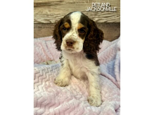 [#5126] Brown and White Female Cocker Spaniel Puppies for Sale