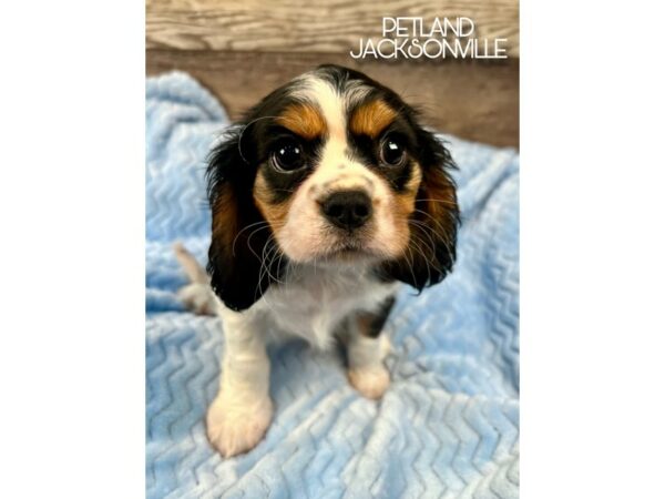 [#5128] Black and Tan Male Cavalier King Charles Spaniel Puppies for Sale