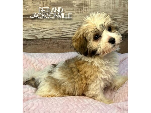 [#5132] Gold Sable Female Havanese Puppies for Sale