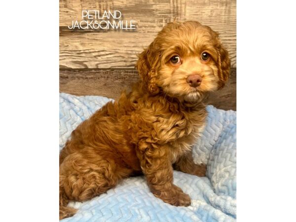 [#5138] Red Male Cockapoo Puppies for Sale