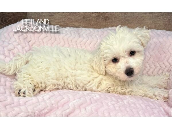 [#5140] White Female Bichon Frise Puppies for Sale