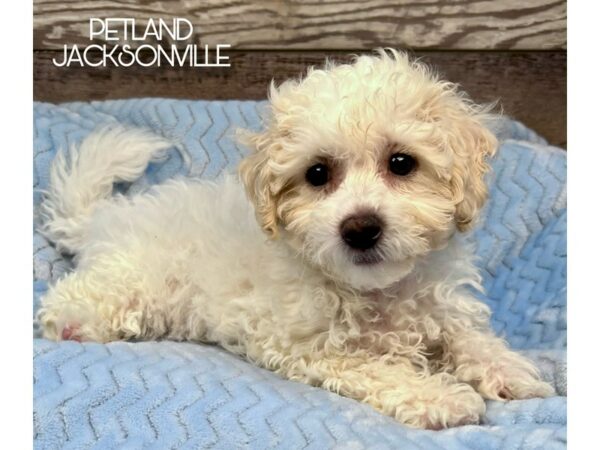 [#5135] White and Cream Male Bichon Poo Puppies for Sale