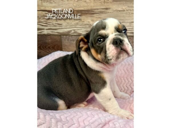 [#5139] Blue and White Female English Bulldog Puppies for Sale