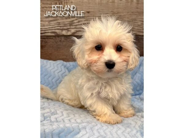 [#5145] White Male Maltese Puppies for Sale