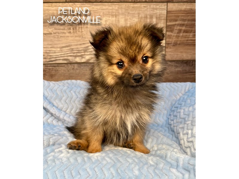 Pomeranian - 5153 Image #1