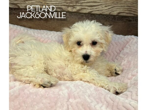 [#5179] White Female Bichon Frise Puppies for Sale
