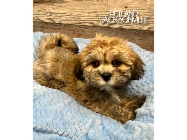 [#5193] Golden Male Lhasa Apso Puppies for Sale