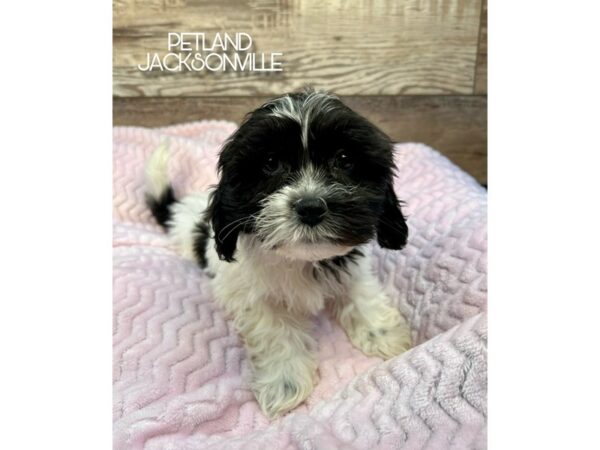 [#5198] Black and White Female Teddy Bear Puppies for Sale
