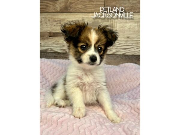 [#5202] Red White and Sable Female Papillon Puppies for Sale