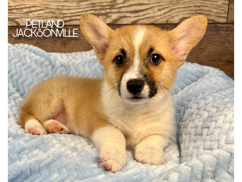 Pembroke Welsh Corgi - 5212 Image #1