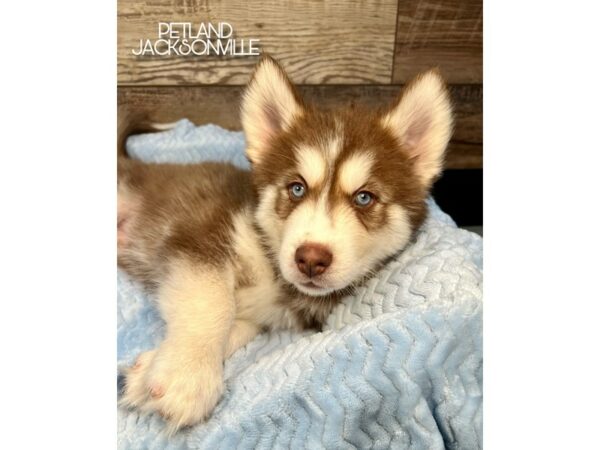 [#5217] Red and White Male Siberian Husky Puppies for Sale