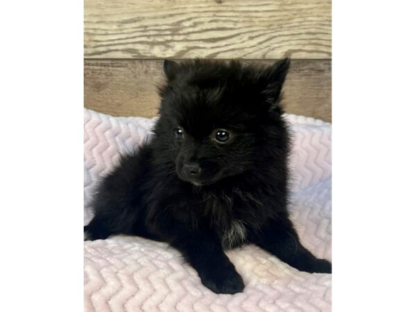 [#5227] Black Female Pomeranian Puppies for Sale