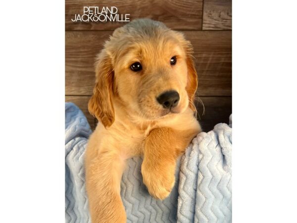 [#5224] Golden Male Golden Retriever Puppies for Sale