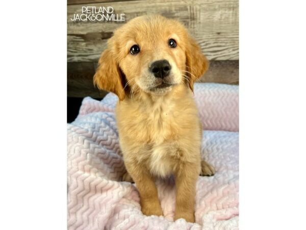 [#5242] Golden Female Golden Retriever Puppies for Sale