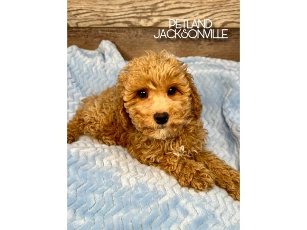 [#5240] Red Male Cockapoo 2nd Generation Puppies for Sale
