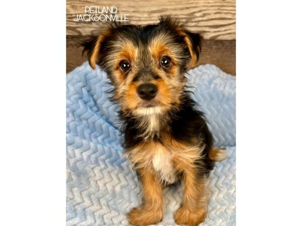 [#5239] Black and Tan Male Yorkshire Terrier Puppies for Sale