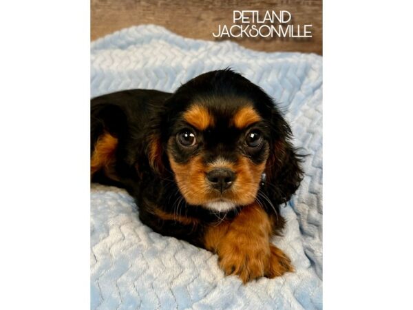[#5236] Black and Tan Male Cavalier King Charles Spaniel Puppies for Sale