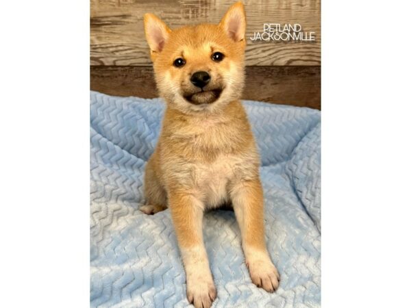 [#5232] Red Male Shiba Inu Puppies for Sale