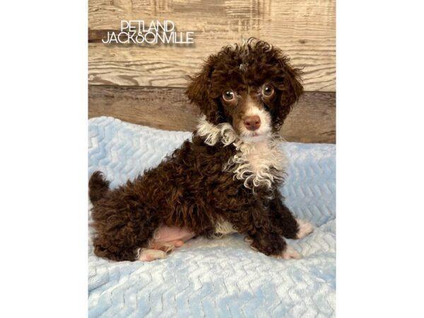 [#5190] Brown Male Poodle Puppies for Sale