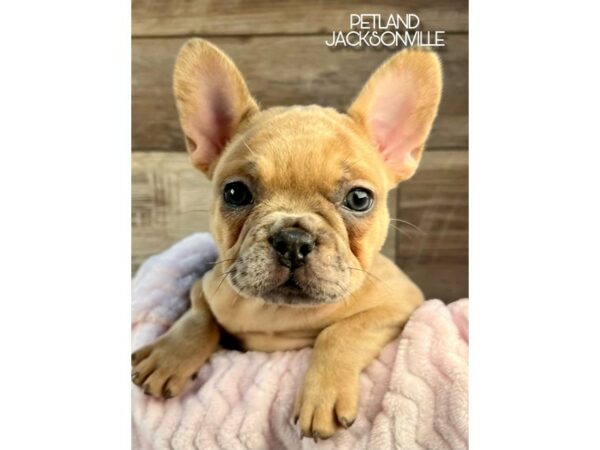 [#5229] Red Merle Female French Bulldog Puppies for Sale
