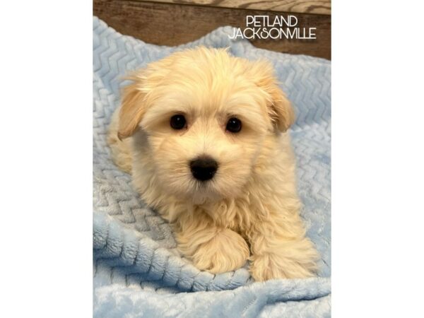[#5231] Cream Male Havanese Puppies for Sale