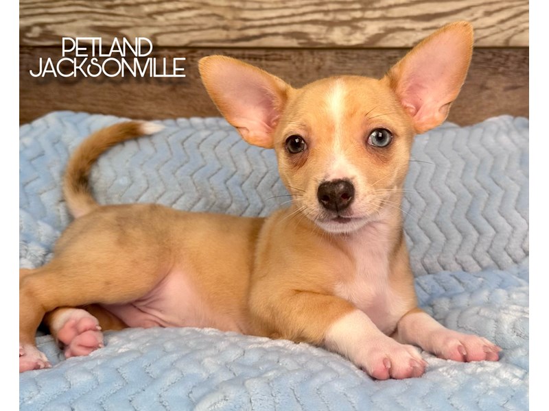 Dogs and Puppies for Sale Petland Jacksonville, Florida Puppy Store