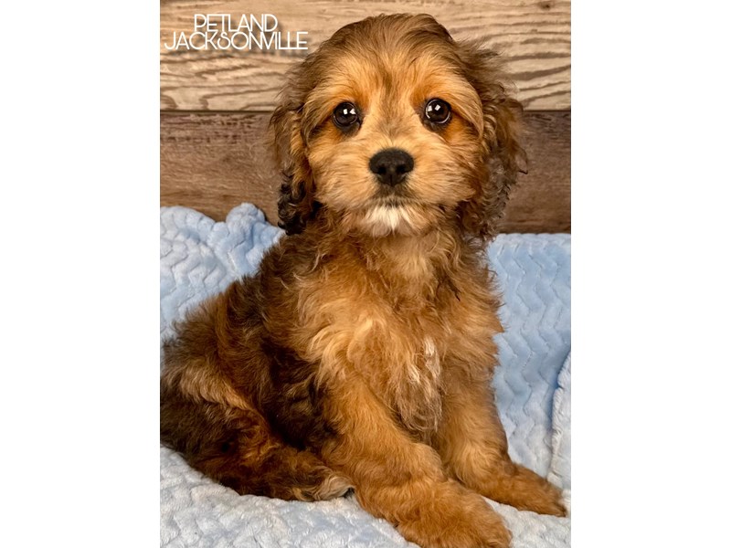 Dogs and Puppies for Sale - Petland Jacksonville, Florida Puppy Store