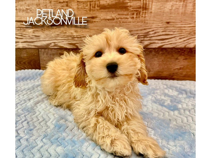 Available Pets - Petland Jacksonville, Florida
