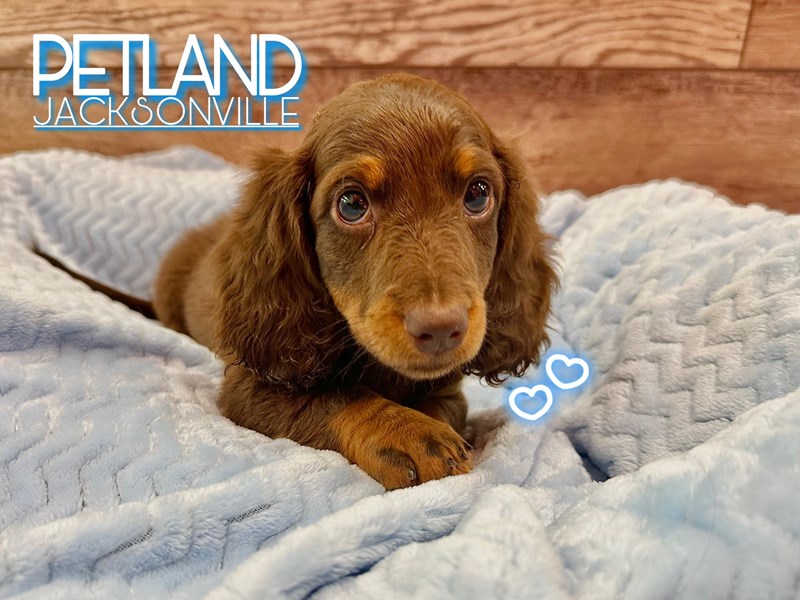 Available Pets - Petland Jacksonville, Florida