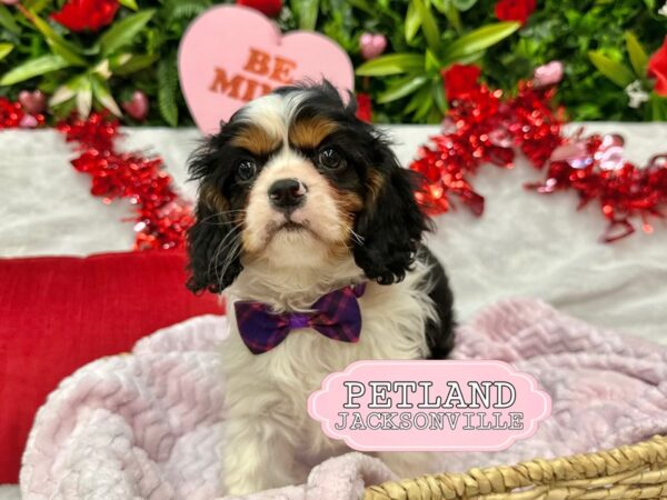 [#5879] Tri-Colored Male Cavalier King Charles Spaniel Puppies for Sale