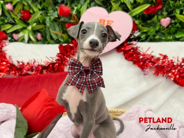 [#5918] Blue / White Female Italian Greyhound Puppies for Sale
