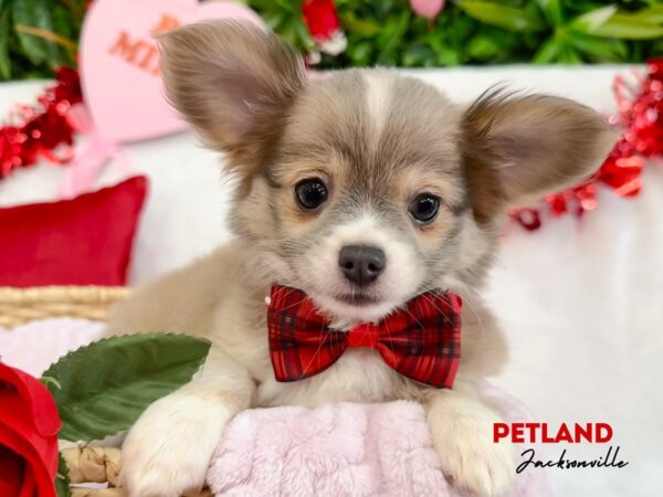 [#5902] Blue Fawn Male Chihuahua Puppies for Sale