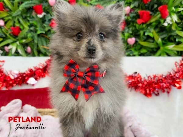 [#5893] Blue Merle Female Pomeranian Puppies for Sale