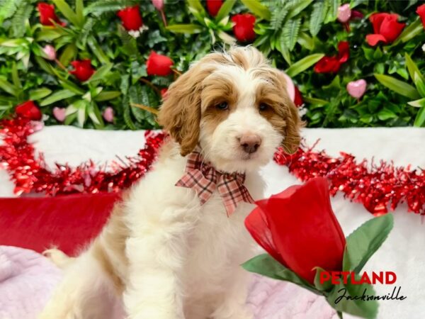 [#5922] White Female Mini Goldendoodle 2nd Gen Puppies for Sale
