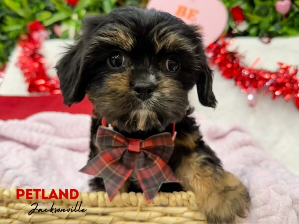 [#5926] Black / Tan Female Cavapoo Puppies for Sale