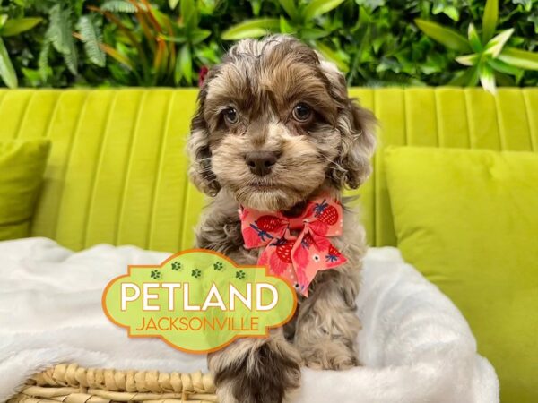 [#5939] Chocolate Merle Female Cockapoo Puppies for Sale