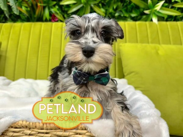 [#5934] Blue Merle Male Miniature Schnauzer Puppies for Sale